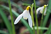 GALANTHUS NIVALIS SANDERSII GROUP WOODPECKERS