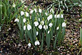 GALANTHUS RUBY BAKER