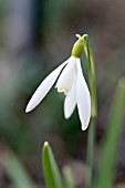 GALANTHUS NIVALIS WISP