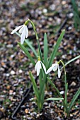 GALANTHUS NIVALIS WISP