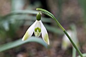 GALANTHUS NIVALIS ANGELINA