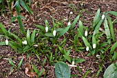 GALANTHUS IKARIAE EMERALD ISLE