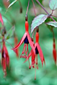 FUCHSIA MAGELLANICA VARIEGATA