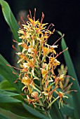 HEDYCHIUM COCCINEUM TARA, GINGER LILY