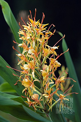 HEDYCHIUM_COCCINEUM_TARA_GINGER_LILY