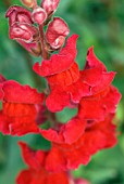 ANTIRRHINUM MAJUS, RED SNAPDRAGON