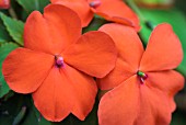 RED IMPATIENS, BUSY LIZZIE