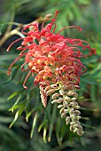 GREVILLEA ROBYN GORDON