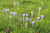 CROCUS SPECIOSUS  AUTUMN FLOWERING CROCUS