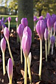 COLCHICUM ROSY DAWN AUTUMN CROCUS