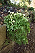 CORYDALIS OCHROLEUCA