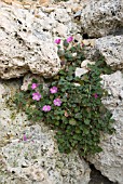 ERODIUM; HERONS BILL GROWING ON ROCKS