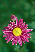 CHRYSANTHEMUM VENUS WITH MORNING DEW