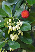 ARBUTUS UNEDO (AGM), (STRAWBERRY TREE)