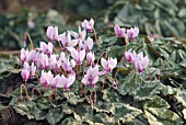 CYCLAMEN HEDERIFOLIUM