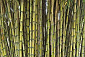 CHUSQUEA CULEOU, SCREEN OF BAMBOO CANES