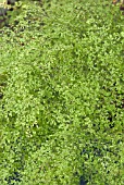 ADIANTUM RADDIANUM,  MAIDENHAIR FERN