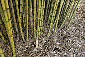 CHUSQUEA CULEOU; BAMBOO CANES AND FALLEN LEAVES