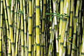 CHUSQUEA CULEOU, BAMBOO LEAF