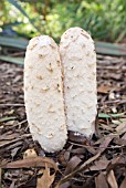 COPRINUS COMATUS; SHAGGY INK CAP MUSHROOM