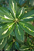 RHODODENDRON GOLDFLIMMER BUD