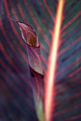 CANNA PHASION; UNFOLDING INDIAN SHOT PLANT LEAF