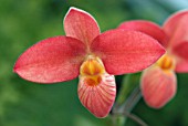 PHRAGMIPEDIUM SAINT OUEN GX