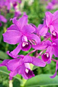 CATTLEYA BOWRINGIANA, ORCHID