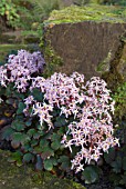 SAXIFRAGA FORTUNEI PINK MIST