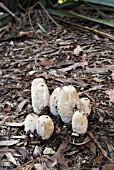 COPRINUS COMATUS; EMERGING SHAGGY INK CAP MUSHROOM