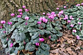 CYCLAMEN COUM