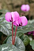 CYCLAMEN COUM