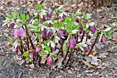 HELLEBORUS X HYBRIDUS EMERGING IN SPRING