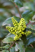 MAHONIA X WAGNERI PINNACLE