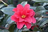 CAMELLIA FREEDOM BELL