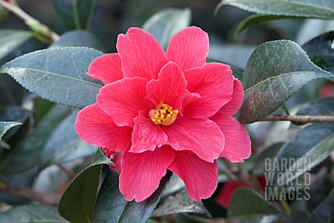 CAMELLIA_FREEDOM_BELL