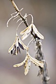 HOSTA; PLANTAIN LILY SEED HEAD