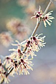 HAMAMELIS GIRARDS ORANGE; WITCH HAZEL