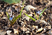 SCILLA BIFLORA SUBSP. DANUBIALIS IN SPRING