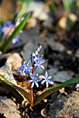 SCILLA BIFLORA SUBSP. DANUBIALIS IN SPRING