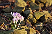 CROCUS TOMMASINIANUS IN LAST LIGHT OF THE DAY