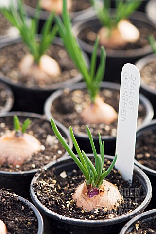 SHALLOT_SPRINGFIELD_SPROUTING_IN_POTS