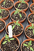 TOMATO MONEYMAKER SEEDLINGS