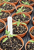 TOMATO MONEYMAKER SEEDLINGS