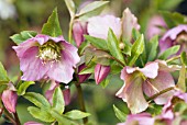 PINK HELLEBORUS ORIENTALIS FLOWER