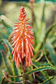 ALOE ARBORESCENS