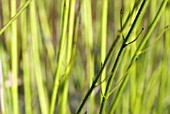 GREEN CORNUS