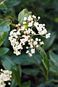 VIBURNUM TINUS LUCIDUM