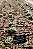 THE START OF THE TRIAL FIELDS OF MINIATURE AND DWARF PINKS IN WINTER