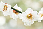 PRUNUS MUME OMOI-NO-MAMA; ORNAMENTAL CHERRY BLOSSOM